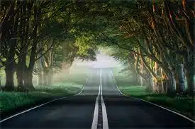 راه ،جنگل