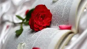 زیبایی ، گل رز
